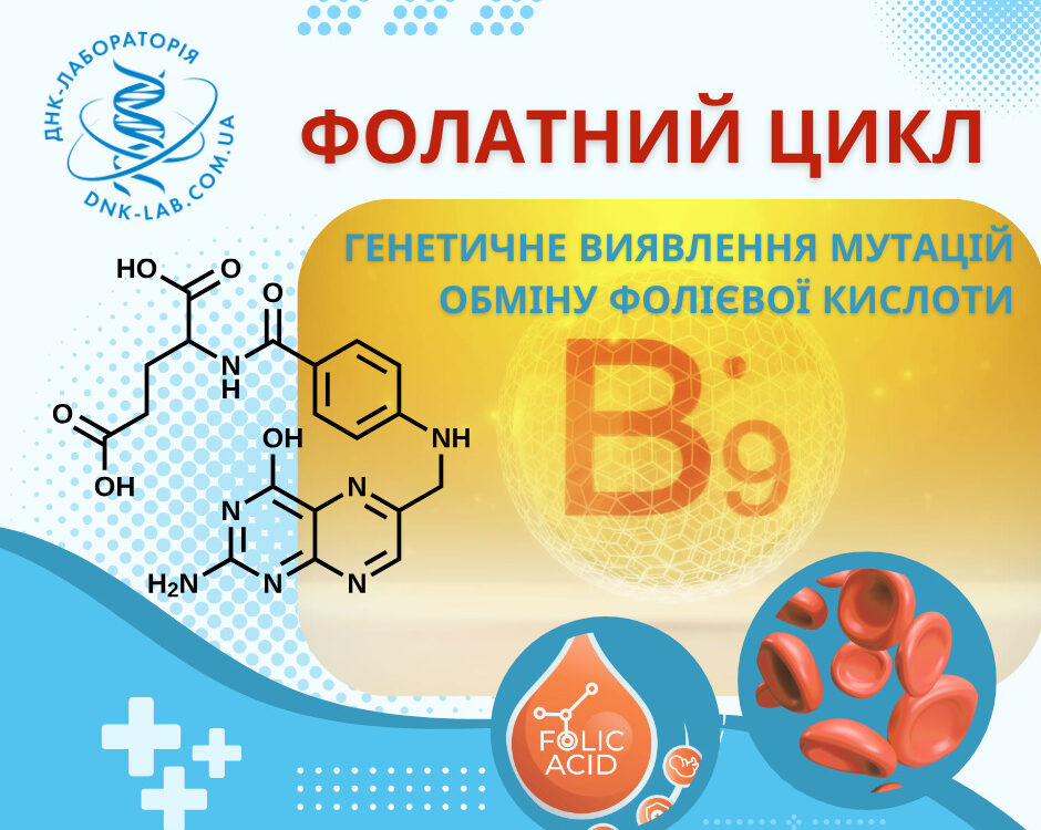 Фолатний цикл - ДНК-Лабораторія